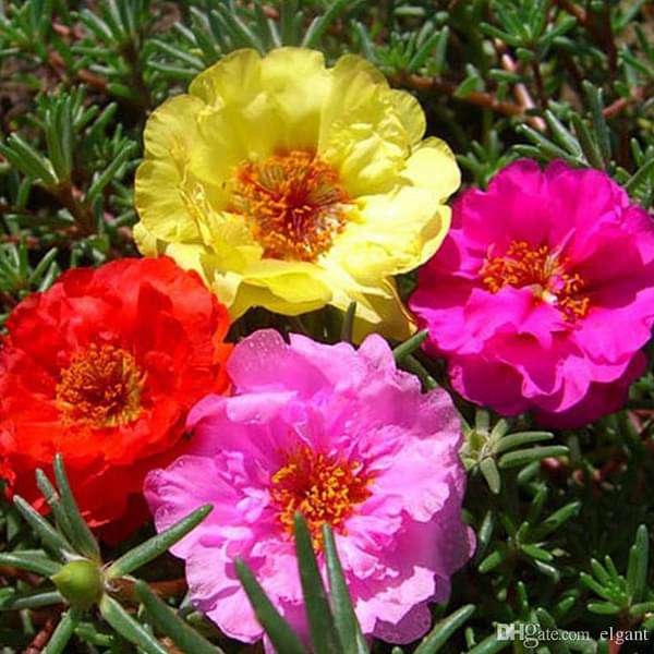 Picture of Mix Japani Rainbow Moss Ross Portilaca - 50+Seeds