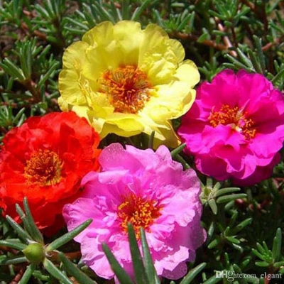 Picture of Mix Japani Rainbow Moss Ross Portilaca - 50+Seeds