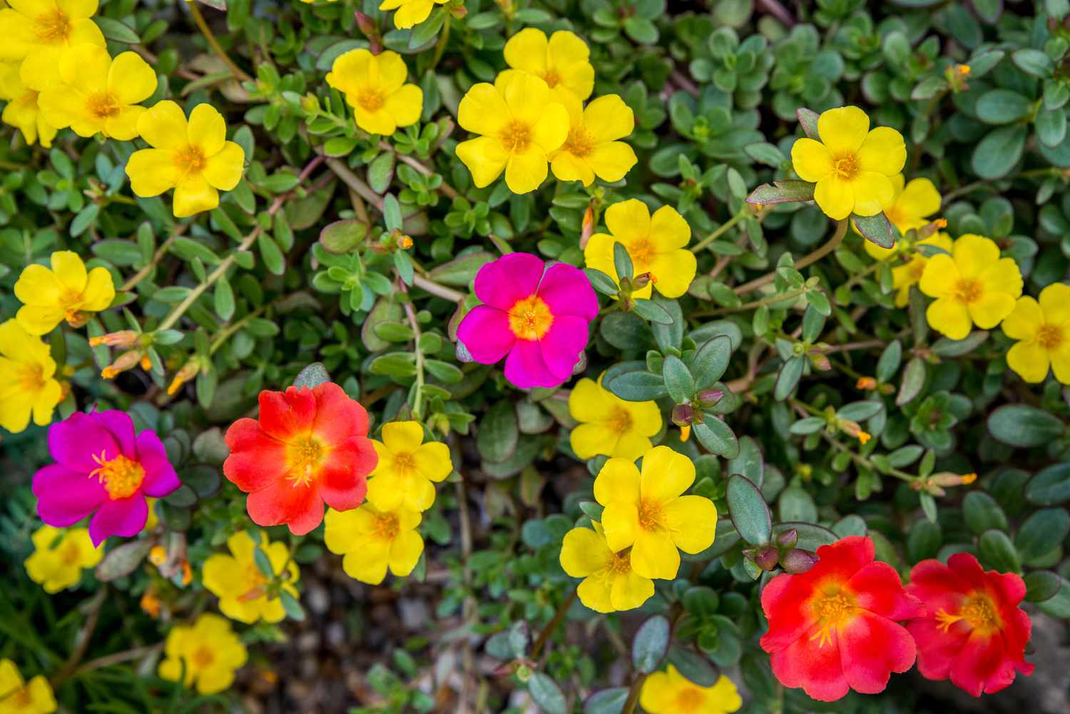 Picture of Mix Japani Rainbow Moss Ross Portilaca - 50+Seeds