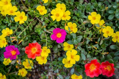 Picture of Mix Japani Rainbow Moss Ross Portilaca - 50+Seeds
