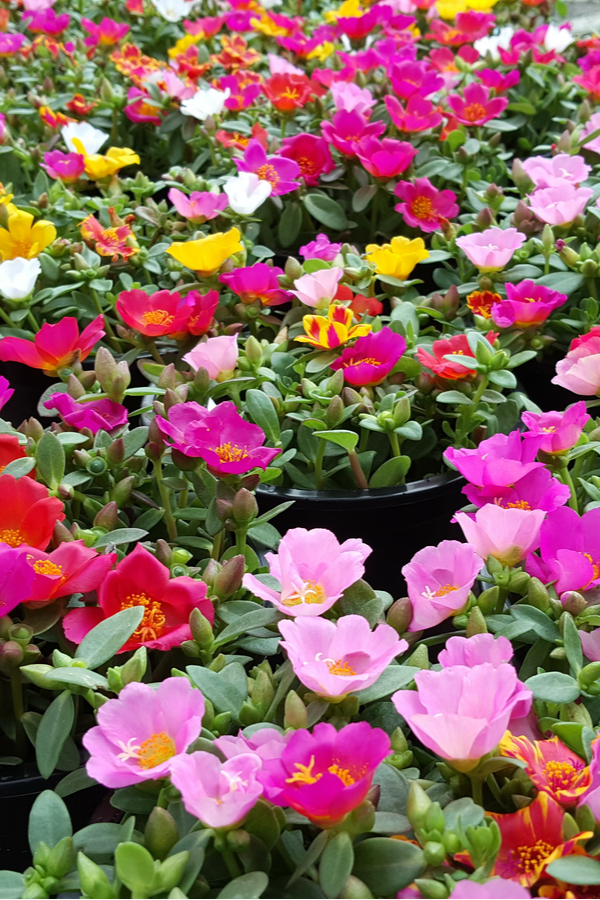 Picture of Mix Japani Rainbow Moss Ross Portilaca - 50+Seeds