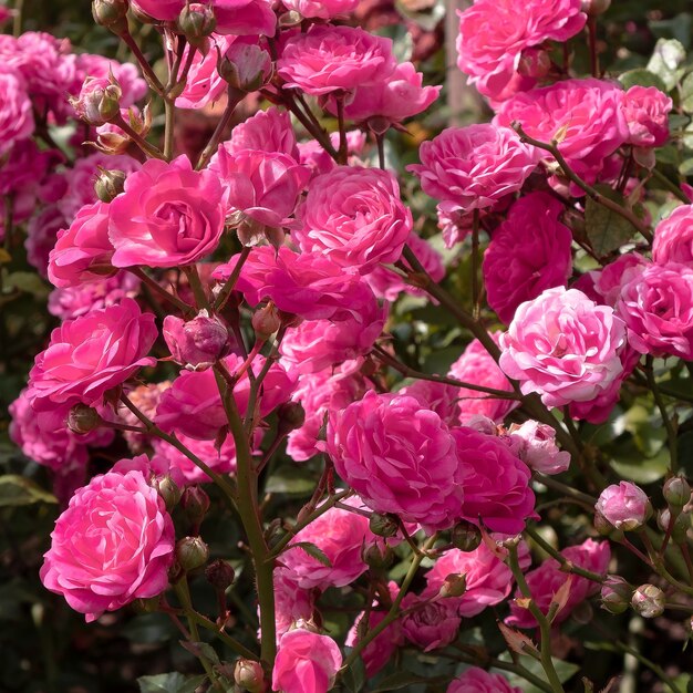Picture of Global Rare Mary Colorful Rose Flower Tree Seeds - 30+ Seeds