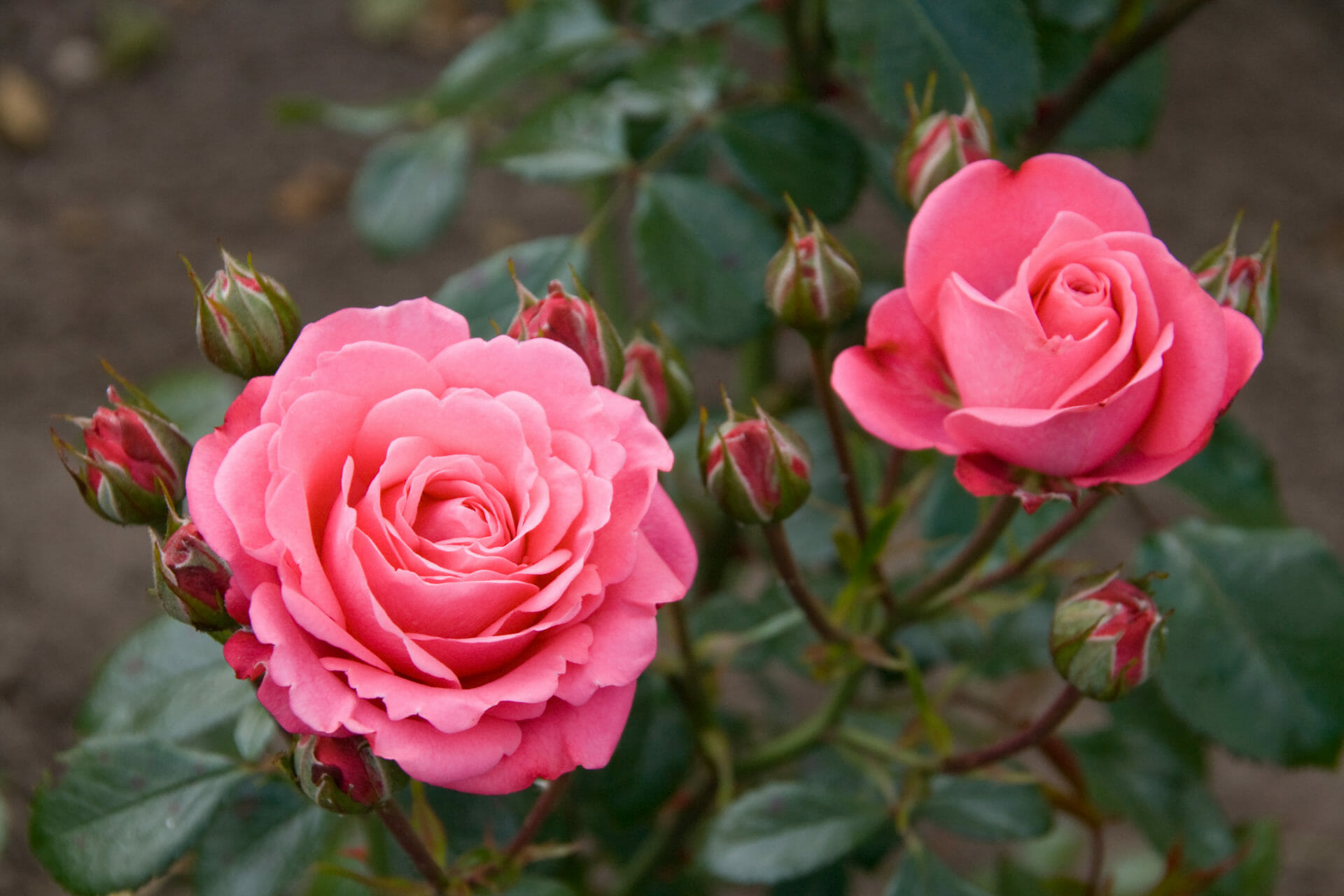 Picture of Global Rare Mary Colorful Rose Flower Tree Seeds - 30+ Seeds