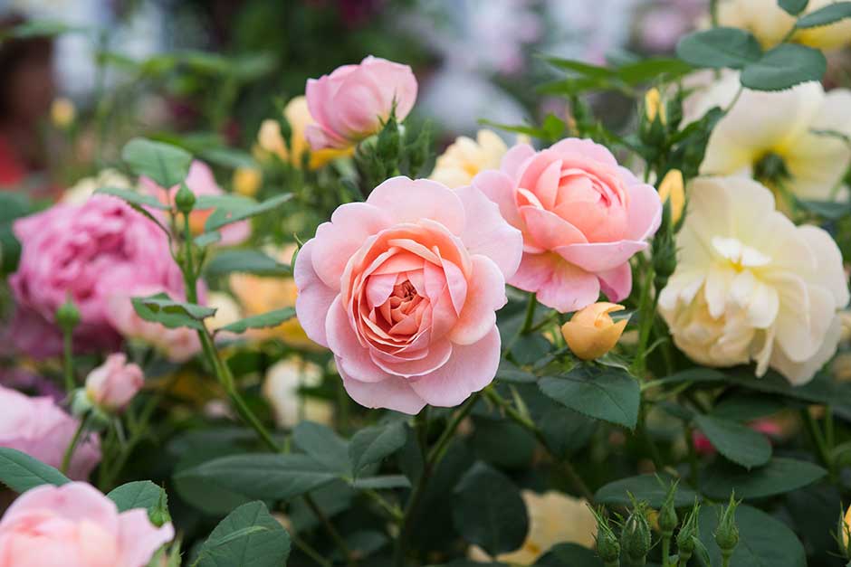 Picture of Global Rare Mary Colorful Rose Flower Tree Seeds - 30+ Seeds