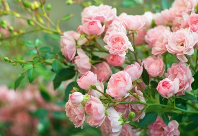 Picture of Global Rare Mary Colorful Rose Flower Tree Seeds - 30+ Seeds