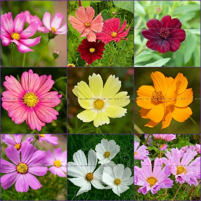 Cosmos Flowers Seeds