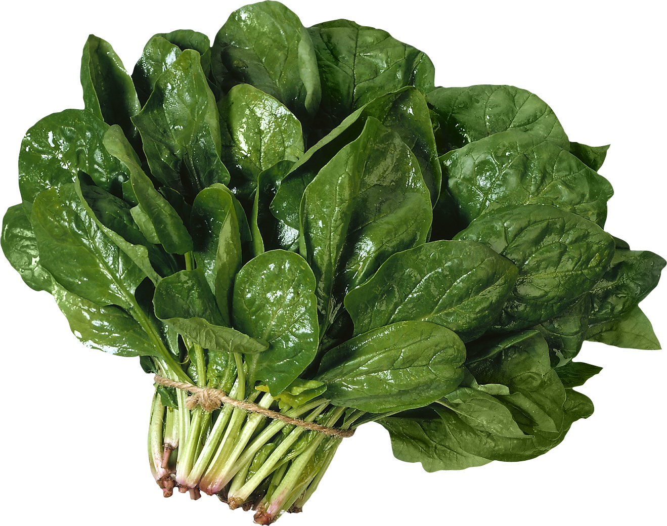 Picture of Hybrid Palong Shak Seeds 2gm Re-Pack