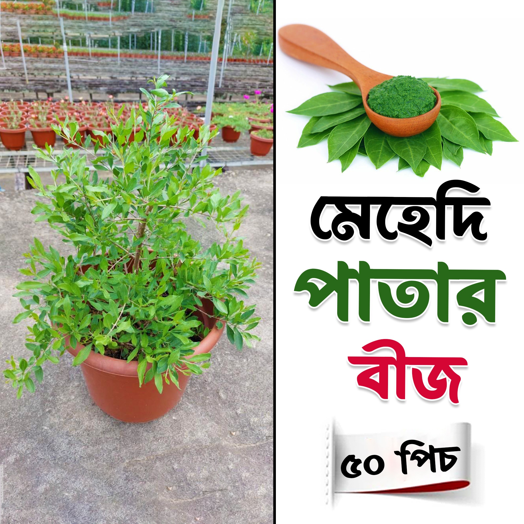 Picture of Mehedi patar seed 50 pice