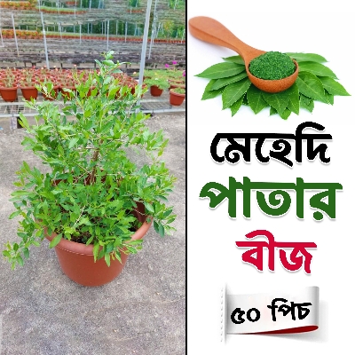 Picture of Mehedi patar seed 50 pice