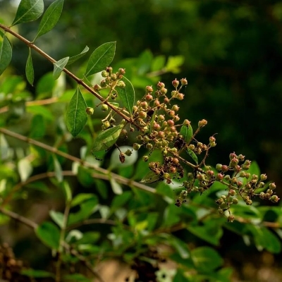 Picture of Mehedi patar seed 50 pice