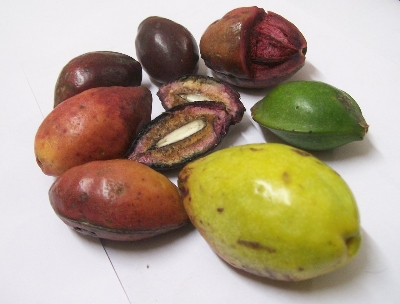 Picture of Kath Badam Seeds (Almond Seeds) 30 pcs
