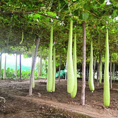 Picture of Bash Lau F1 Hybrid 5pc Seeds