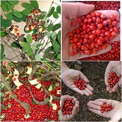 Picture of Red Sandalwood -Lal Chandan Seeds 5pc