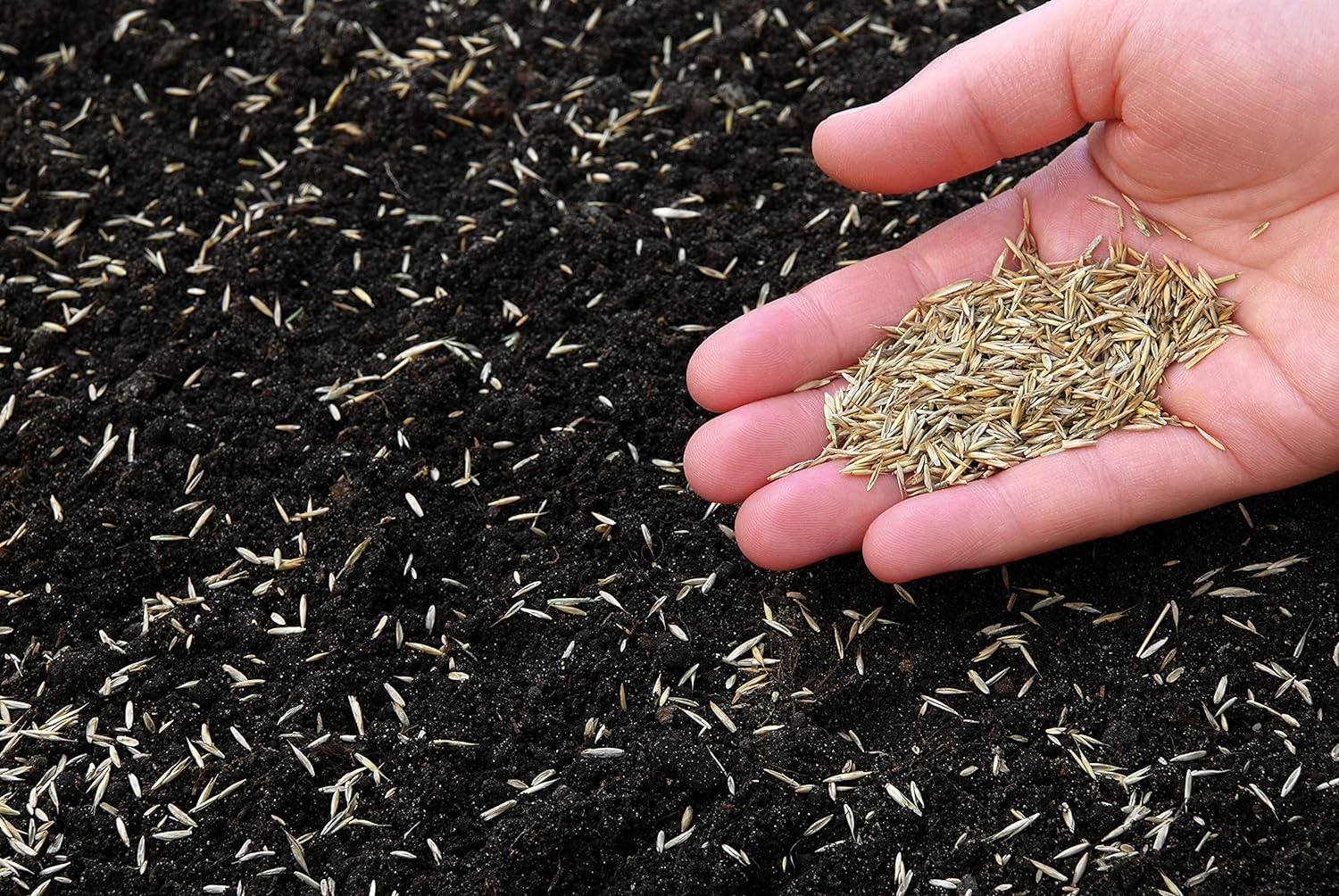Picture of Original and Pure Bermuda Carpet Grass Seeds 1gm Re-Pack