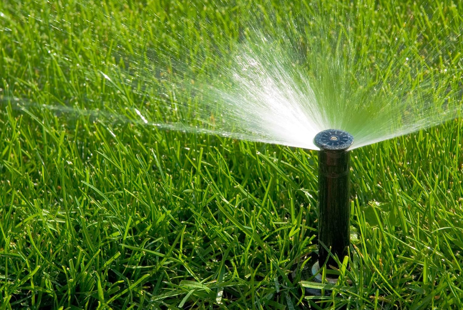 Picture of Original and Pure Bermuda Carpet Grass Seeds 1gm Re-Pack