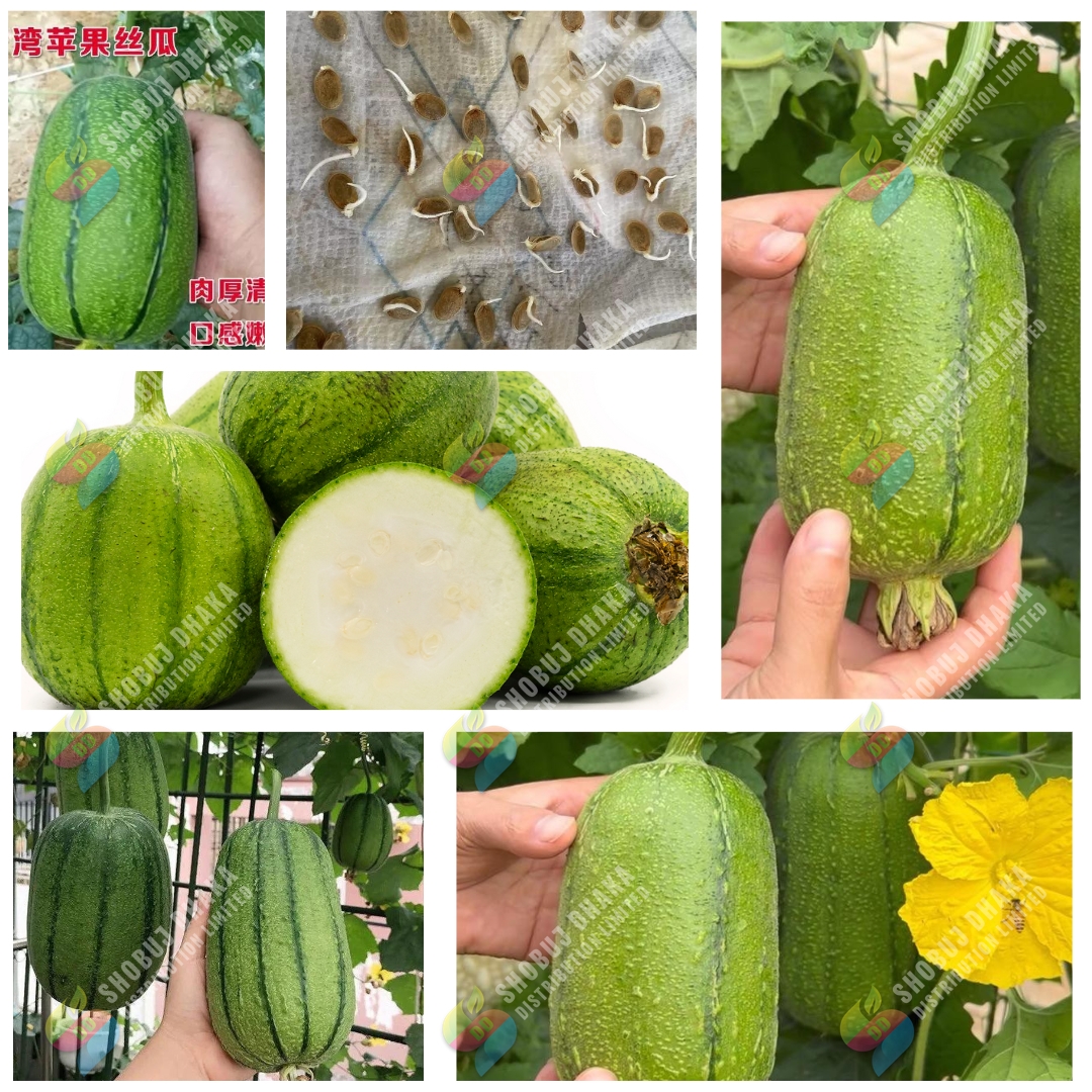 Picture of Variegated sponge gourd 10pc Seeds