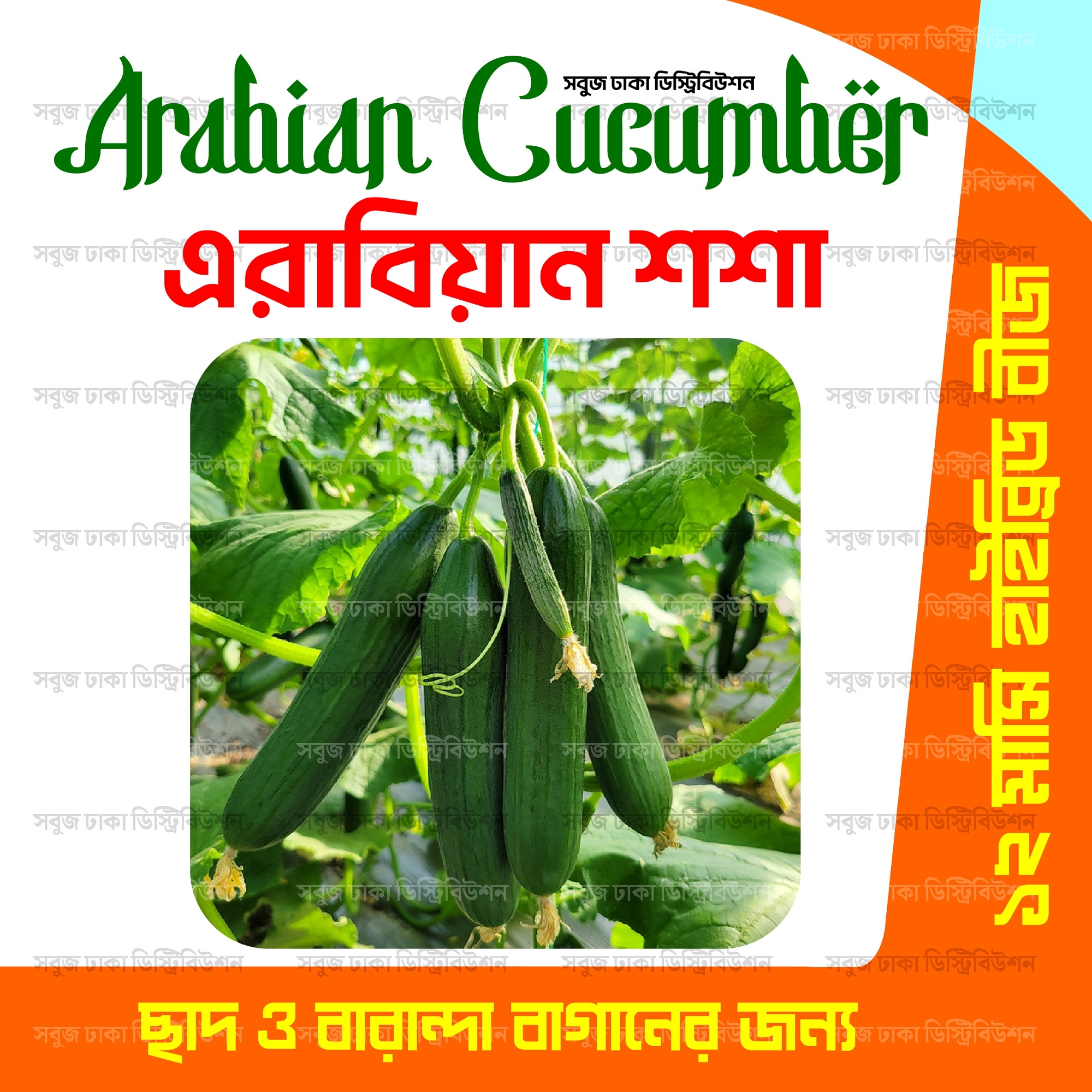 Picture of Original F1 Hybrid Arabian cucumber ( arabian sosha ) 10seeds