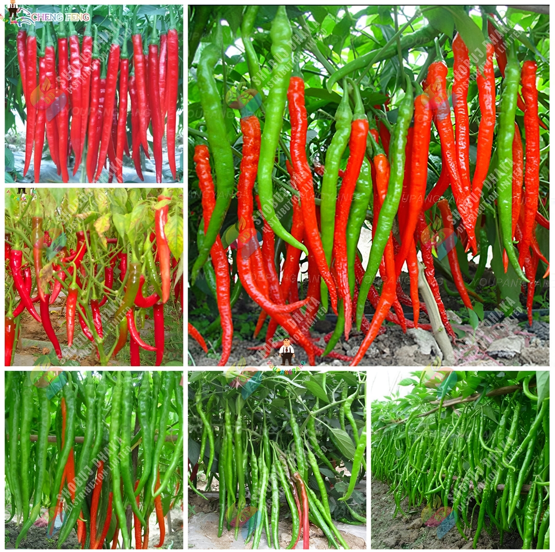 Picture of Special Long Chili Seeds 50+ Seeds Pack