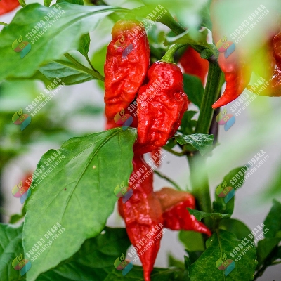Picture of FIRE-2 Hybrid Naga Chili Seeds 1gm Brand Pack