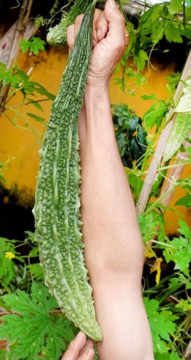 Picture of Giant Long Green Bitter (Korola) Seeds 5pcs Re-Pack