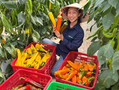 Picture of Giant Green Banana Chili Seeds 10pcs Re-Pack