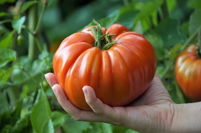 Picture of Giant Tomato seed imported 10 Pcs Re-Pack