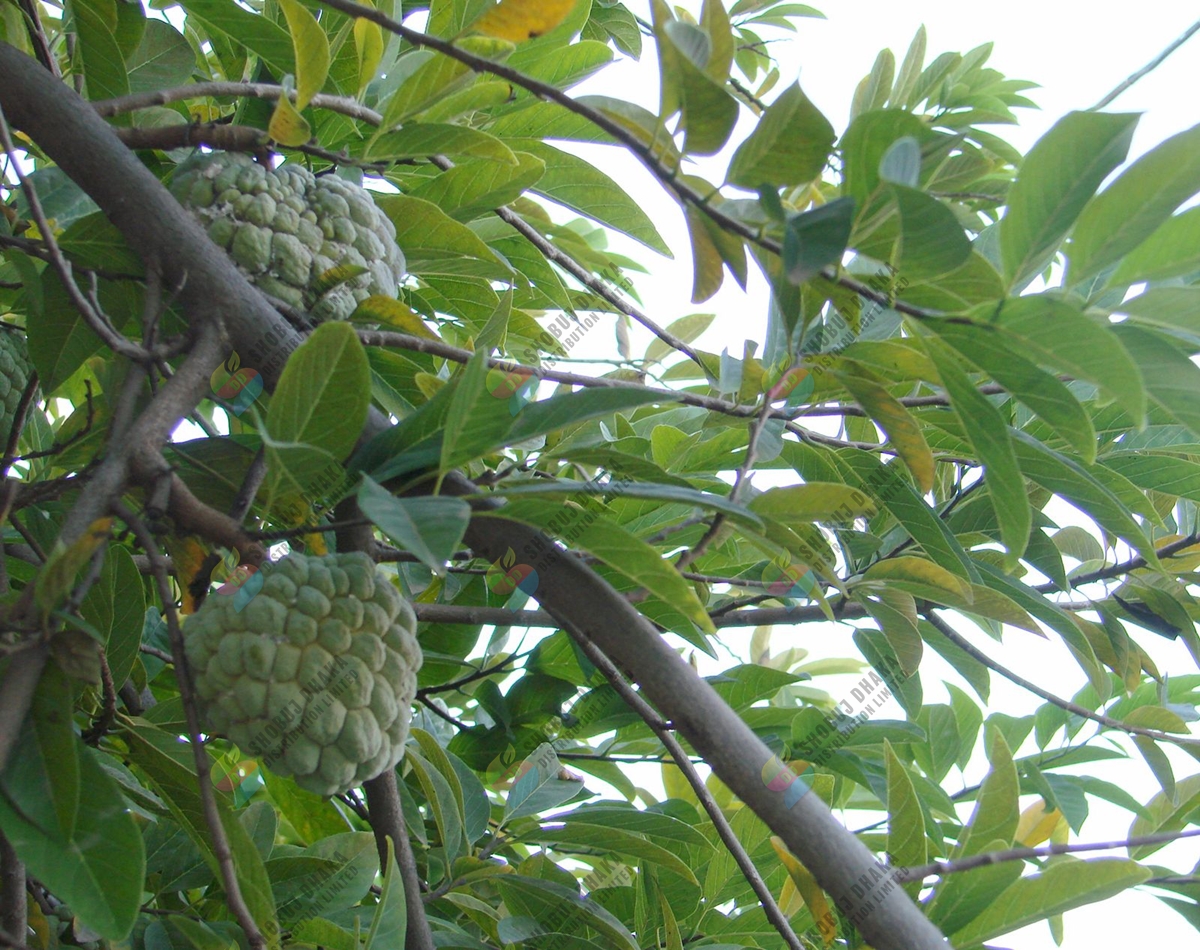 Picture of THAI Hybrid Giant Sugar Apple Seeds 5pc Re-Pack