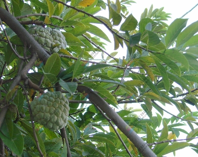 Picture of THAI Hybrid Giant Sugar Apple Seeds 5pc Re-Pack