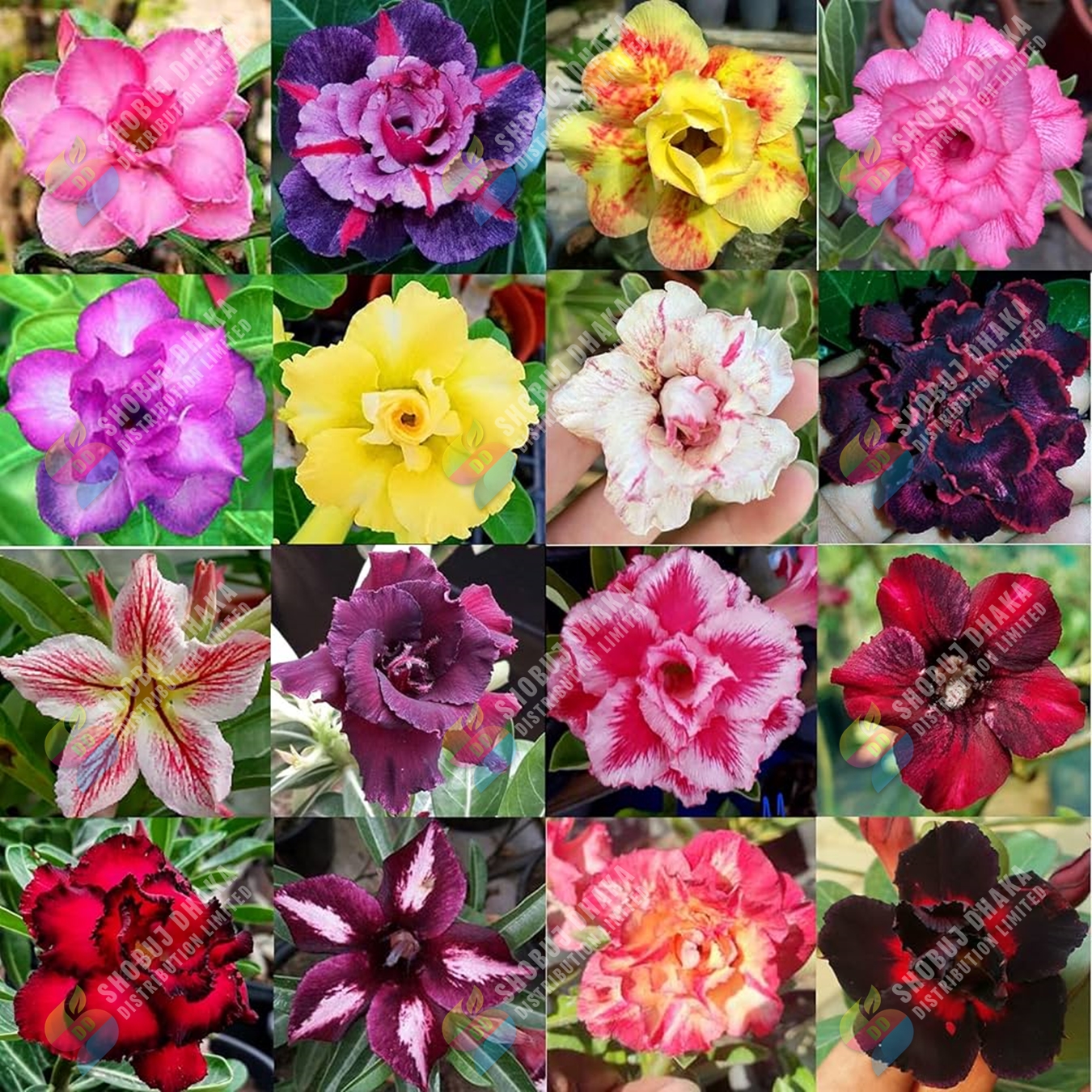 Picture of Exclusive Color Double Petal Desert Rose (Adenium) Bonsai Seeds 100pcs Pack