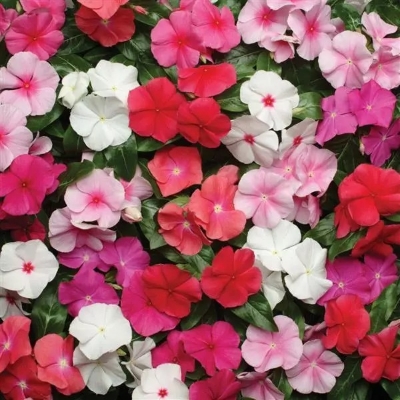 Picture of F1 HYBRID MIX COLOR NOYONTARA Seeds 20pcs
