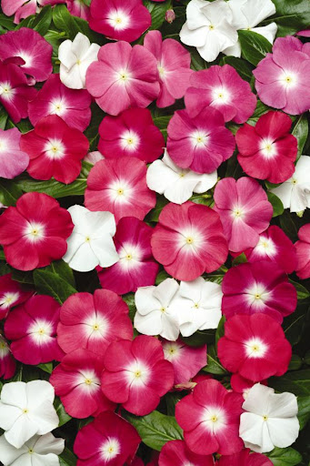 Picture of F1 HYBRID MIX COLOR NOYONTARA Seeds 20pcs