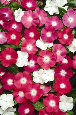 Picture of F1 HYBRID MIX COLOR NOYONTARA Seeds 20pcs