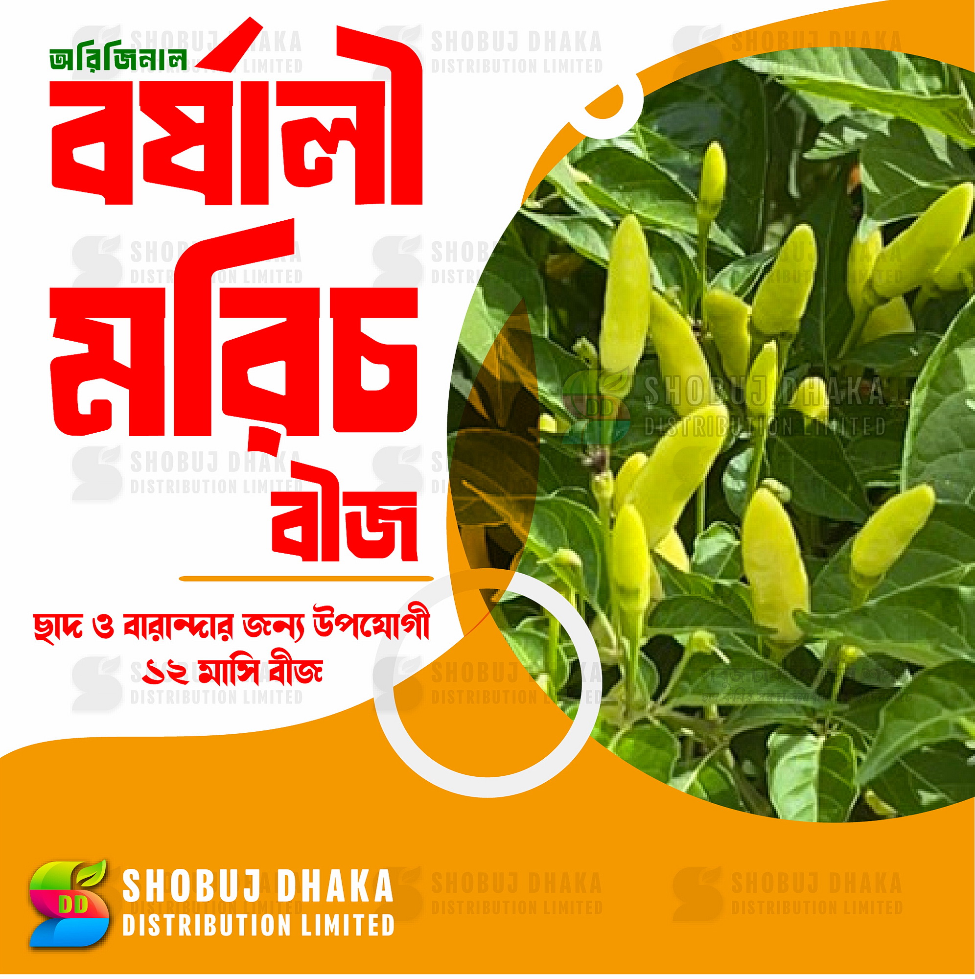 Picture of Yellow Borshali Chili Seeds 10pcs Re-Pack