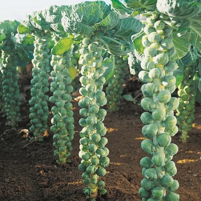 Picture of Brussels Sprout Cabbage Made in Thailand 0.3gm Intact Pack