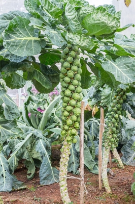 Picture of Brussels Sprout Cabbage Made in Thailand 0.3gm Intact Pack