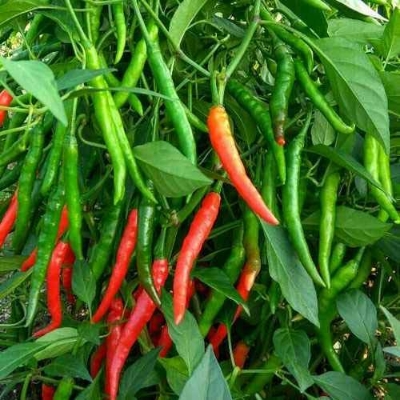 Picture of Dhani lanka Seeds High germination 1gm Re-Pack