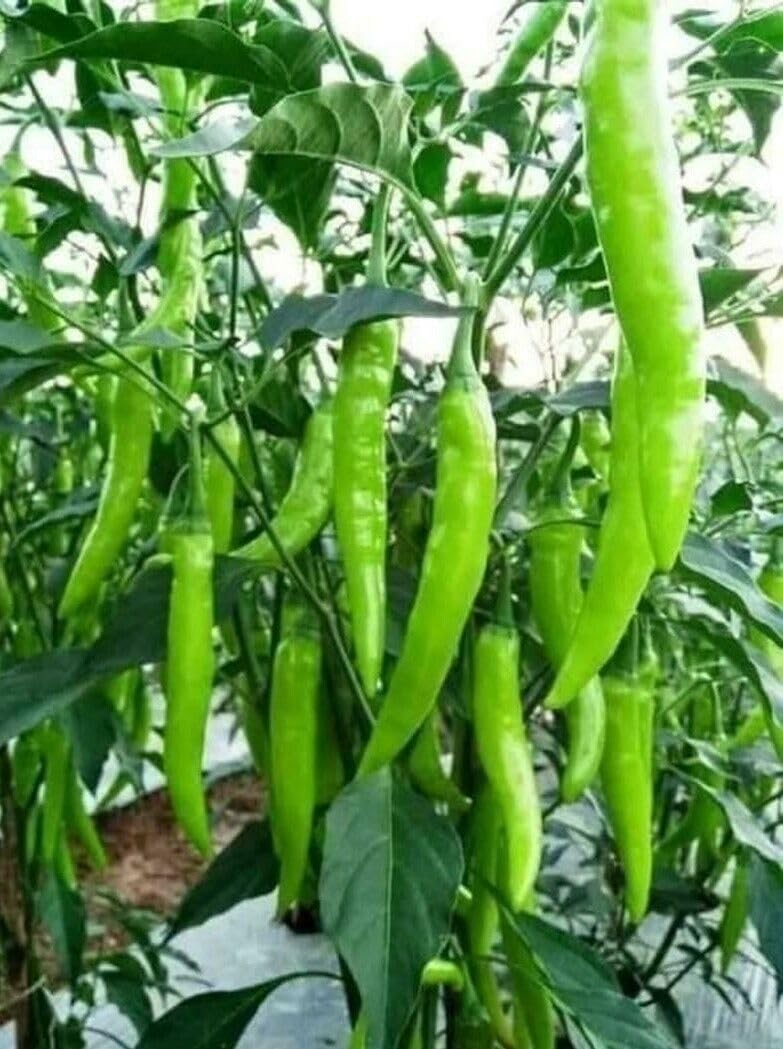 Picture of Dhani lanka Seeds High germination 1gm Re-Pack