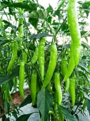 Picture of Dhani lanka Seeds High germination 1gm Re-Pack