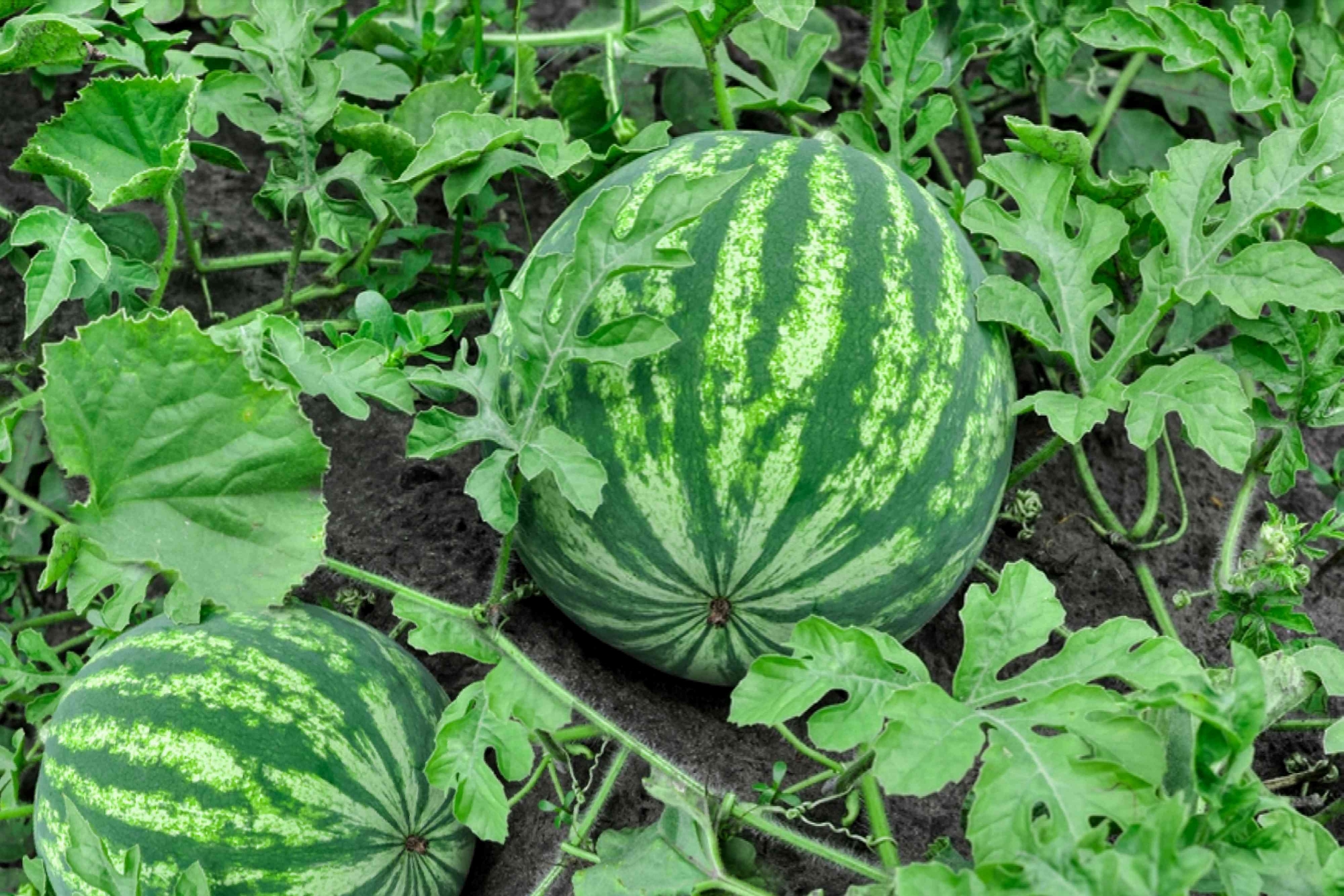 Picture of Watermelon Seed F1 Hybrid All Season - 5 pcs pack seed