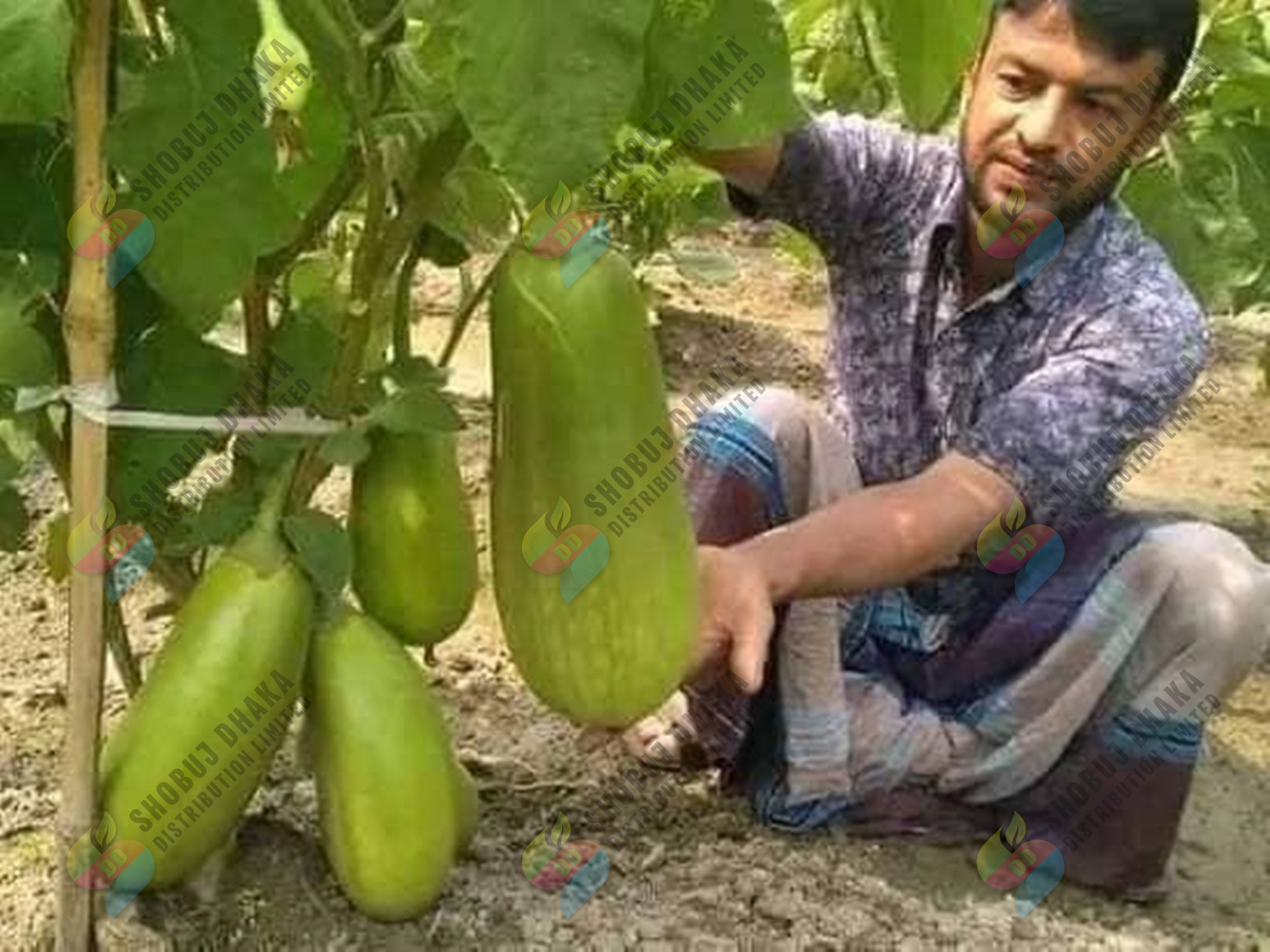 Picture of Hybrid Quality BARI-12 KG Begun Seeds (Eggplant Seeds) 15pcs