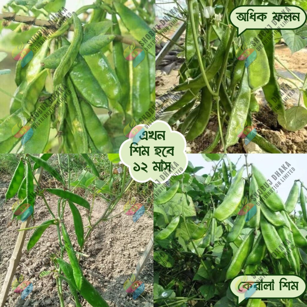 Picture of 12 Mashi Kerala King Shim Seeds 0.1gm Seeds Re-Pack