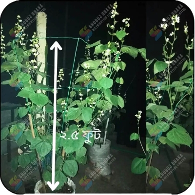 Picture of Dwarf Beans Seeds Re-Pack F1 Hybrid 5pcs Khato jater shim bij