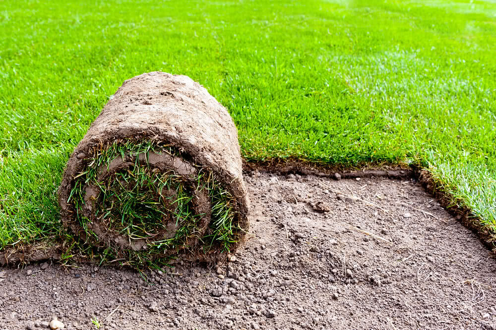 Picture of Imported Lawn Grass/ Carpet Grass Seeds (Re-Pack) Imported 2gm