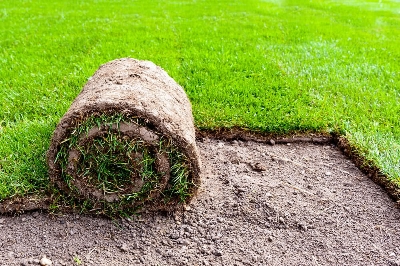 Picture of Imported Lawn Grass/ Carpet Grass Seeds (Re-Pack) Imported 2gm