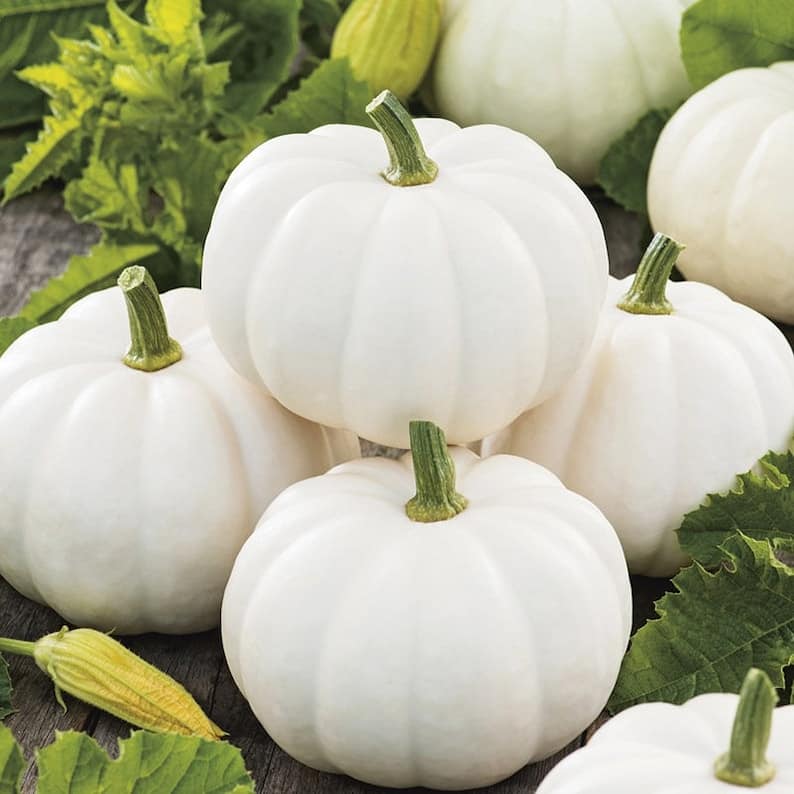 Picture of White Pumpkin Seeds 10pcs Re-Pack