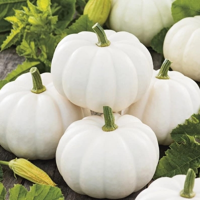 Picture of White Pumpkin Seeds 10pcs Re-Pack