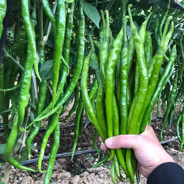 Picture of Chili Long chilli Chang Long 56 (All year Round Planting 10pcs seeds Pack)