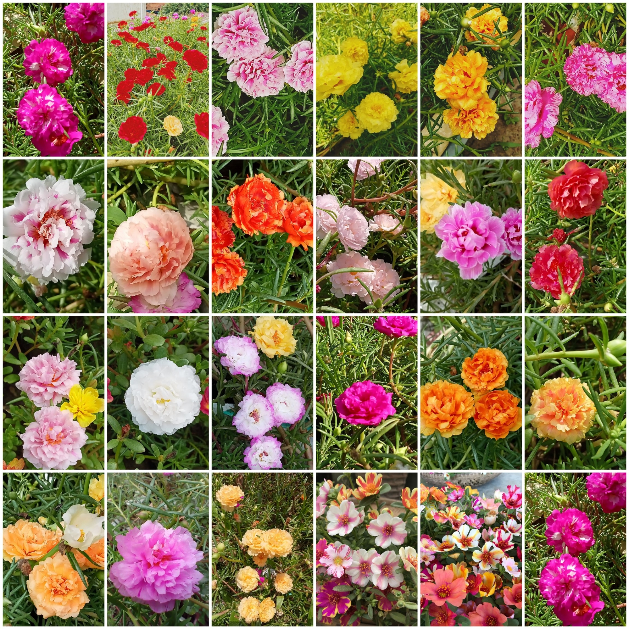 Picture of Mix Color Thai Moss Rose Seeds 0.1gm Re-Pack