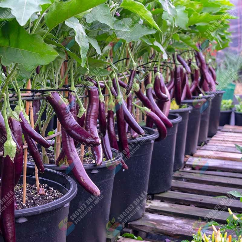 Picture of 【9.9 Deal】 Top Selling 20 Type Vegetable & spicy seeds Combo Offer