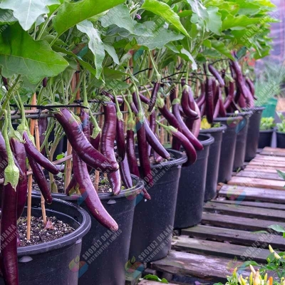 Picture of 【9.9 Deal】 Top Selling 20 Type Vegetable & spicy seeds Combo Offer